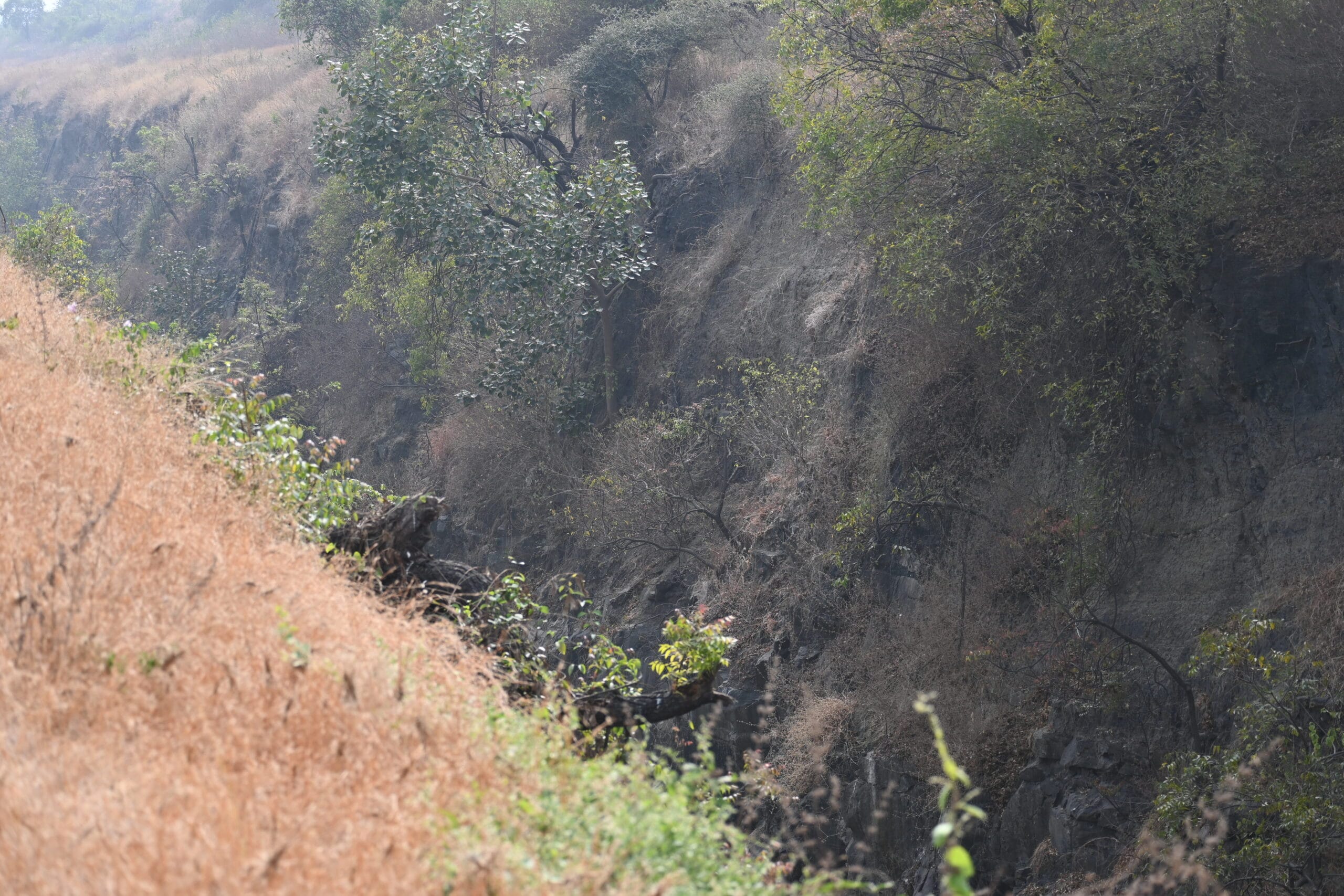 Rock Eagle-Owl looking directly at the camera with amber eyes from inside a rock crevice at Bhigwan Bird Sanctuary Maharashtra — eye contact portrait by Prashant Gupta, TravelOnTales