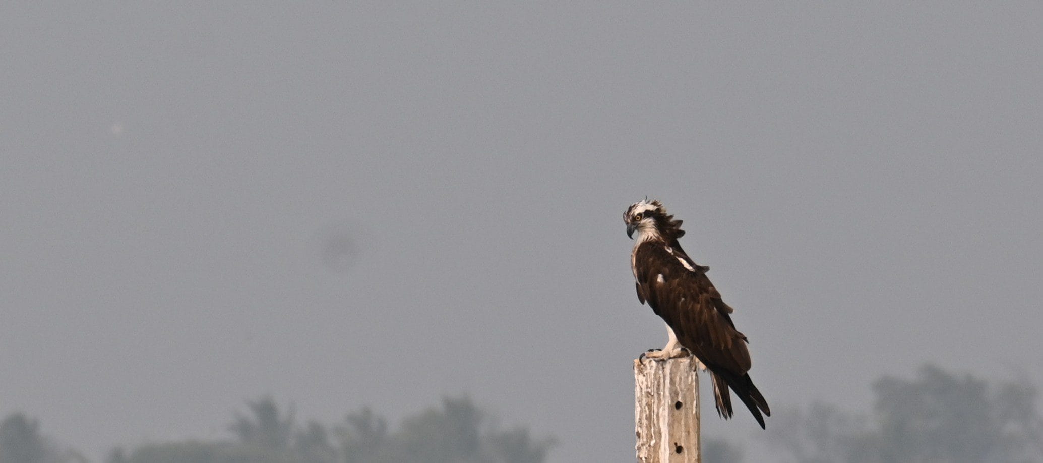 Osprey scanning the Ujani backwaters from elevated perch at Bhigwan bird sanctuary