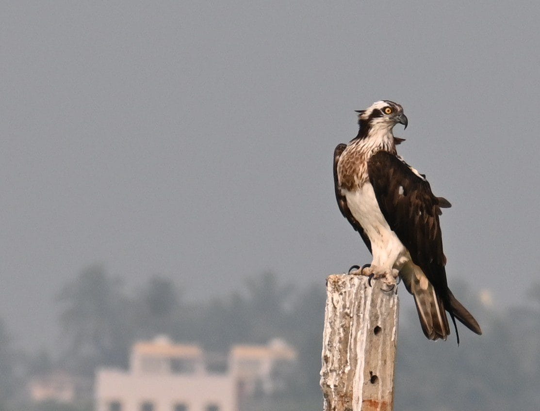Close field photograph of Osprey Pandion haliaetus at Bhigwan Maharashtra India winter visitor