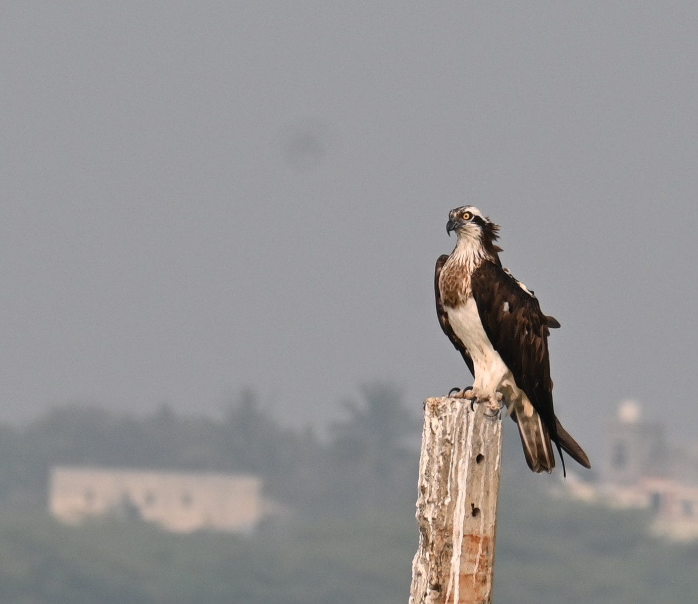 Osprey perched on a concrete post above the Ujani backwaters at Bhigwan Maharashtra India