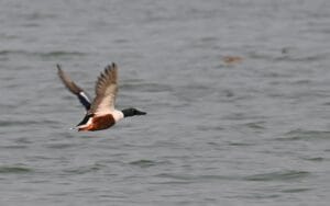 Northern Shoveler duck flying low over lake water in India wildlife photography