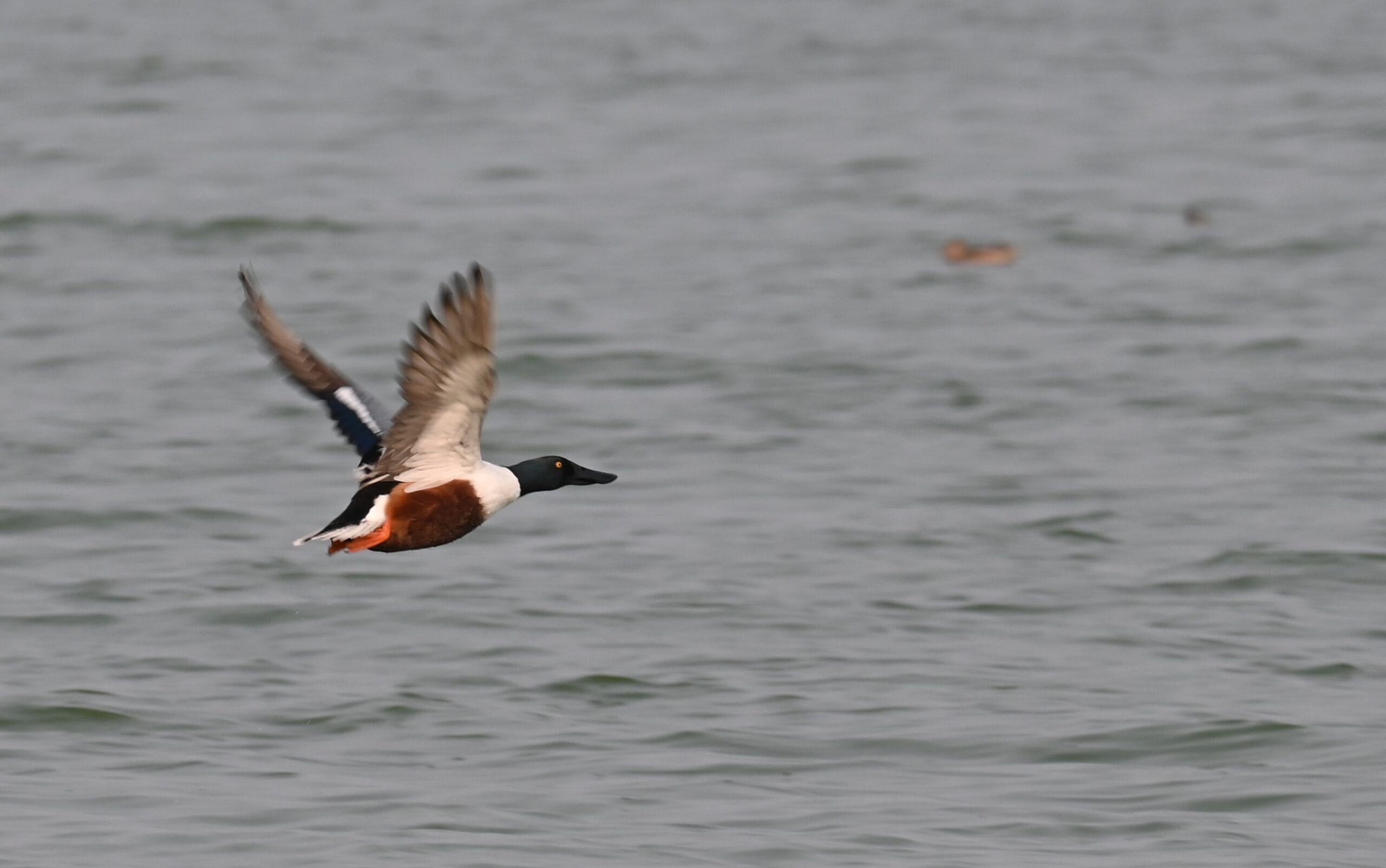 Northern Shoveler male in full breeding plumage flying over Ujani Dam backwaters at Bhigwan Bird Sanctuary Maharashtra — dark green head, white breast, chestnut flanks, Nikon Z50
