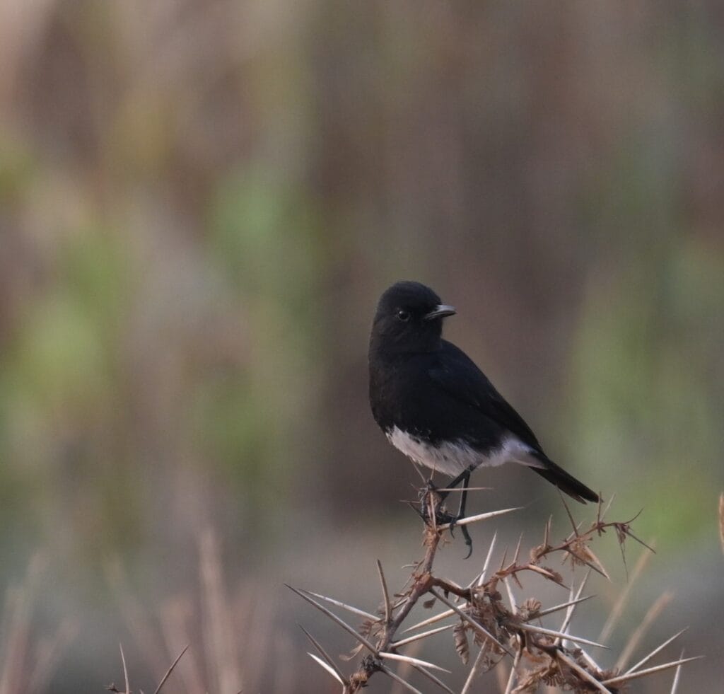 The Sentinel of the Scrubland — A Field Note on the Pied Bushchat