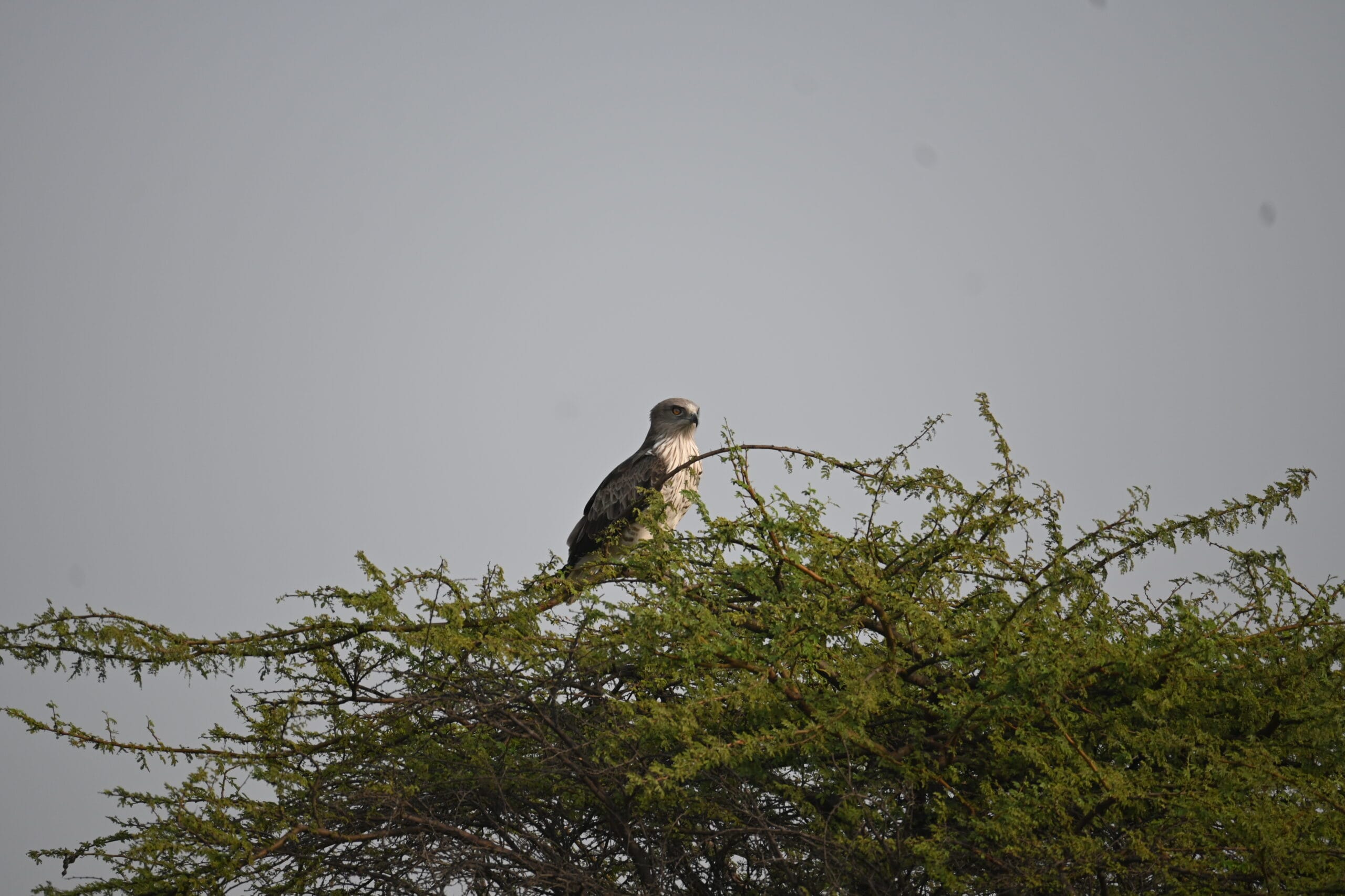 Short-toed Snake Eagle in low flight over Bhigwan scrubland