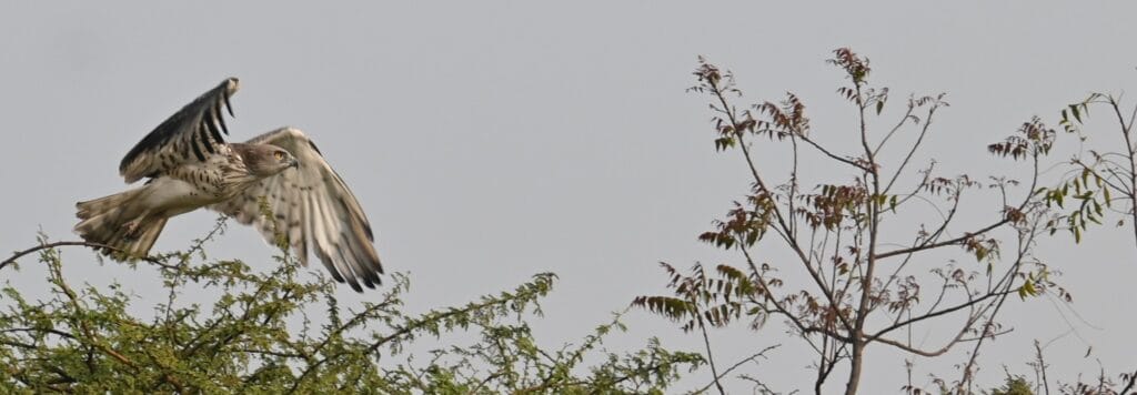 Short-toed Snake Eagle at Bhigwan