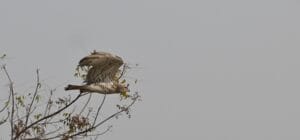 Short-toed Snake Eagle Sighting at Bhigwan Bird Sanctuary — Circaetus gallicus in Flight, Maharashtra
