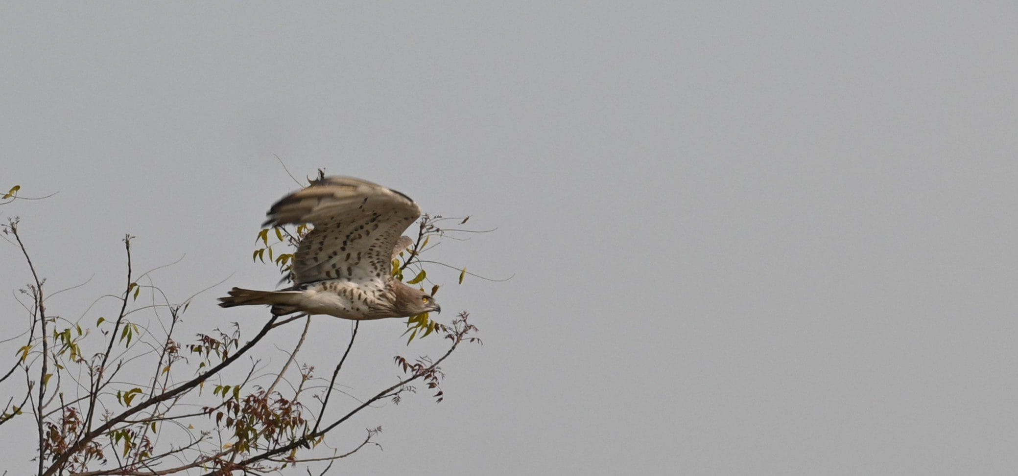 Short-toed Snake Eagle perched on acacia at Bhigwan