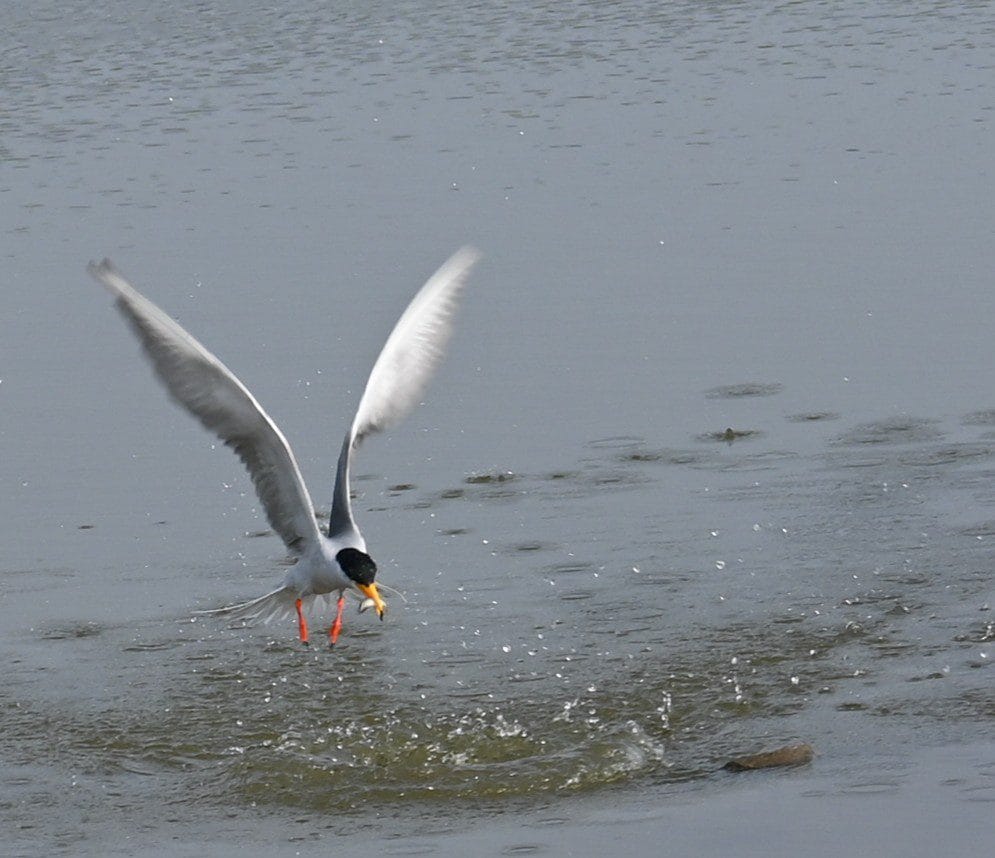 Indian River Tern at the moment of a surface fishing strike at Bhigwan Ujani backwaters — wings raised in a wide V, orange bill gripping a small fish, orange-red legs trailing above the disturbed water surface