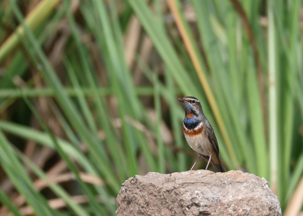 A male bluethroat perched on a rock among reeds at Bhigwan