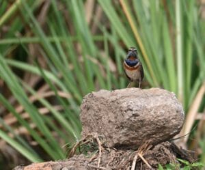 Bluethroat (Luscinia svecica) at Bhigwan | Winter Migrant Field Guide