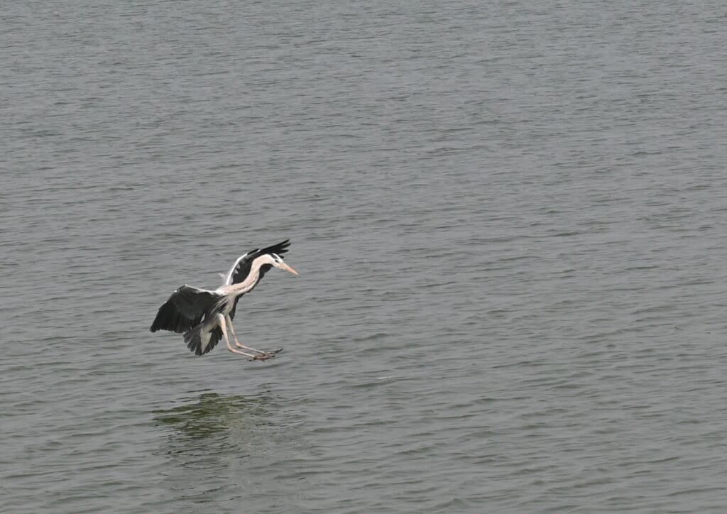 A grey heron landing on shallow water with wings spread and legs reaching down