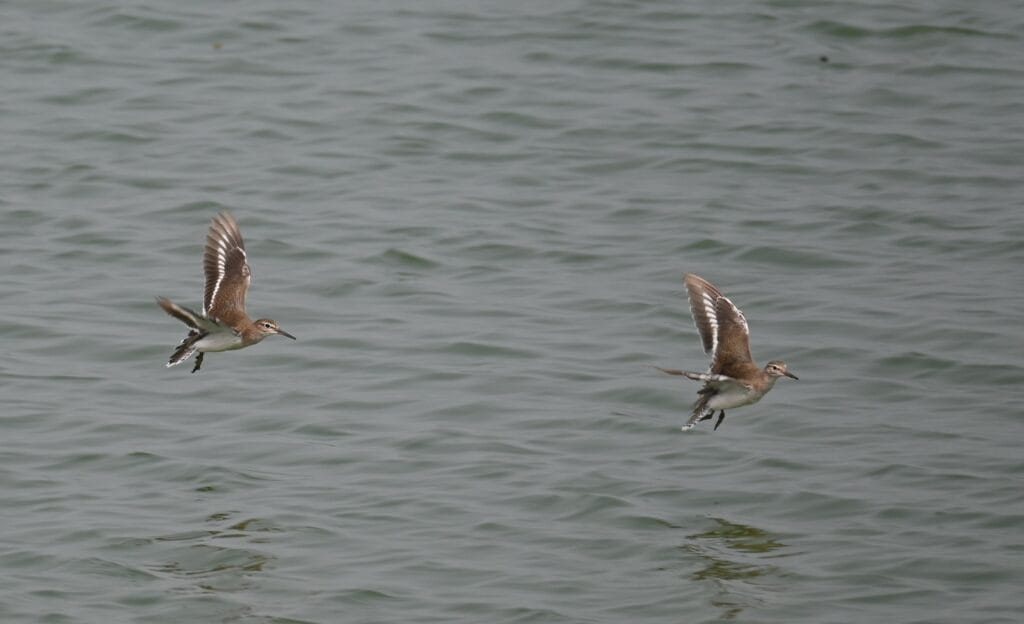 Two Common Sandpipers flying low over water in a wetland habitat...Bigwan