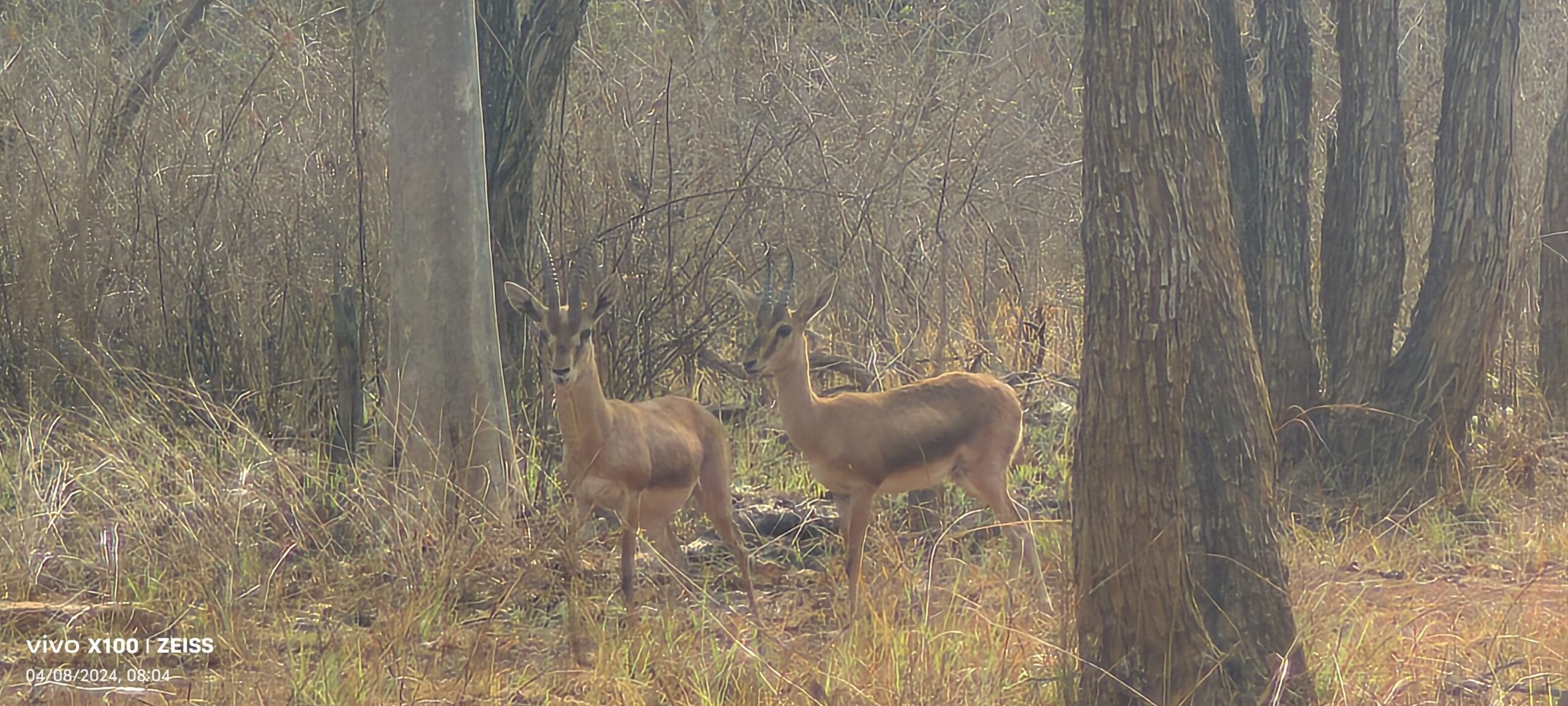 Four-horned antelope chowsingha pair in dry teak forest of Panna Tiger Reserve