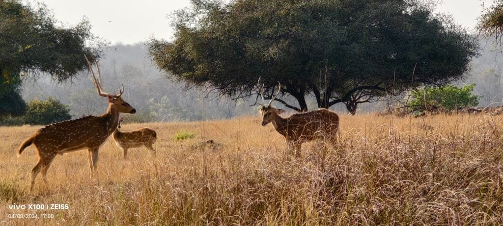 Two chital spotted deer standing in dry grass at Panna Tiger Reserve