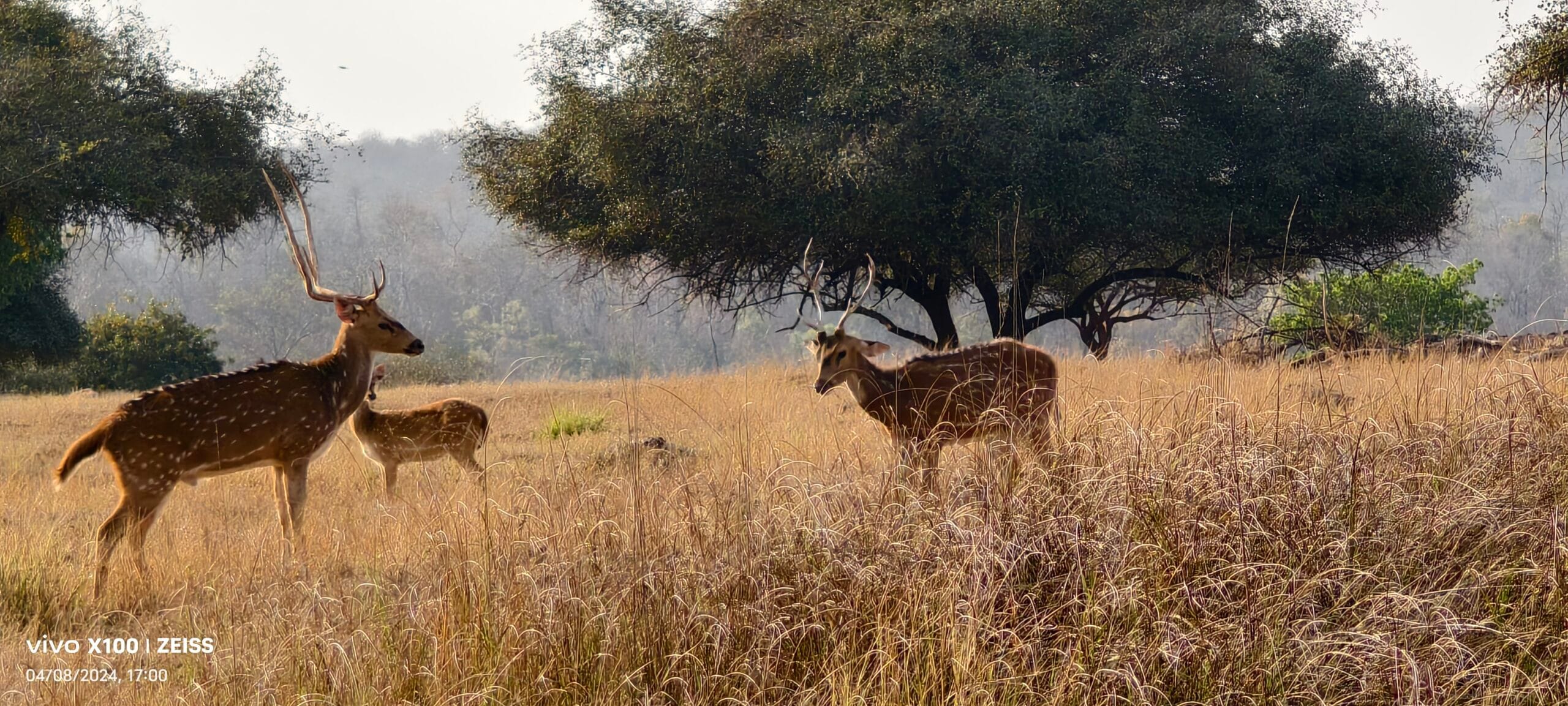 Deer in Panna National Park forest — TravelOnTales field photography