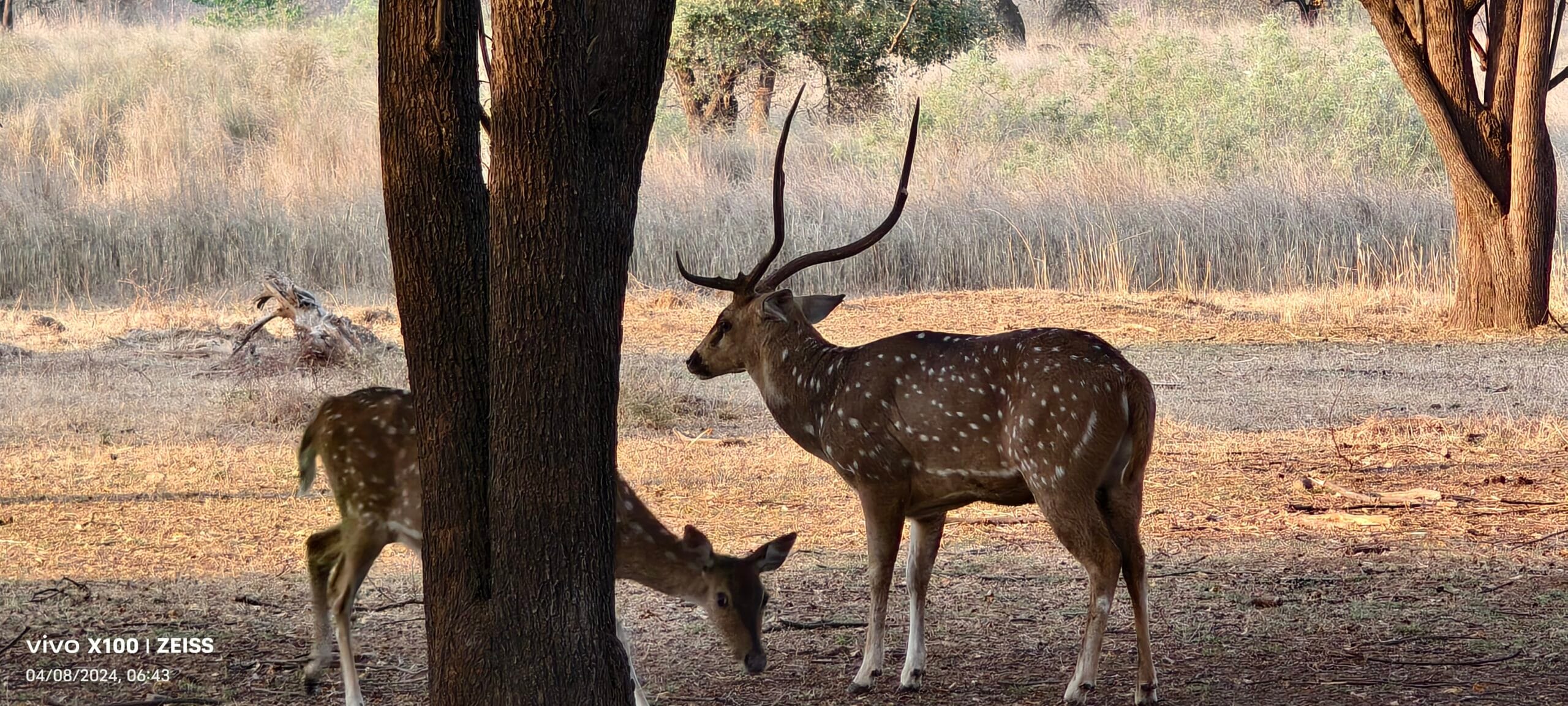 Spotted deer chital stag and doe near tree in Panna National Park Madhya Pradesh