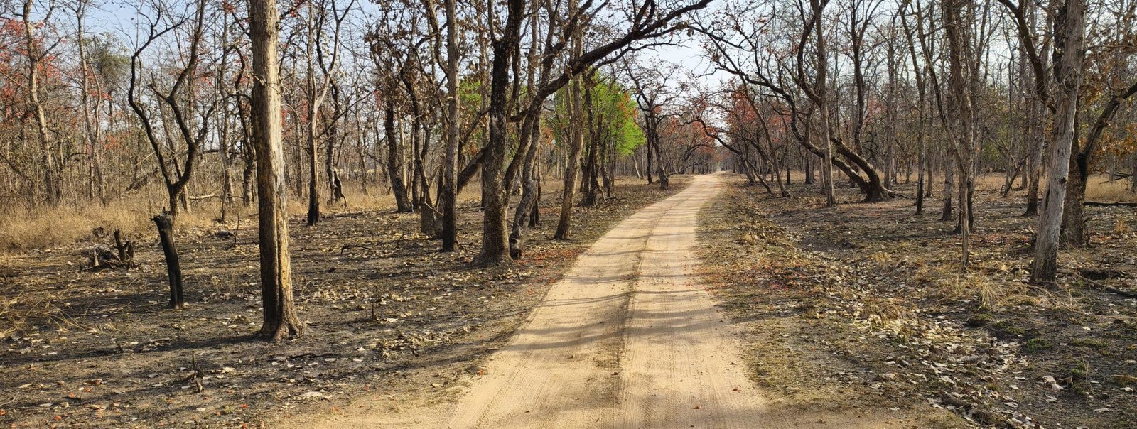 Dry deciduous teak forest safari track in Panna Tiger Reserve Madhya Pradesh India