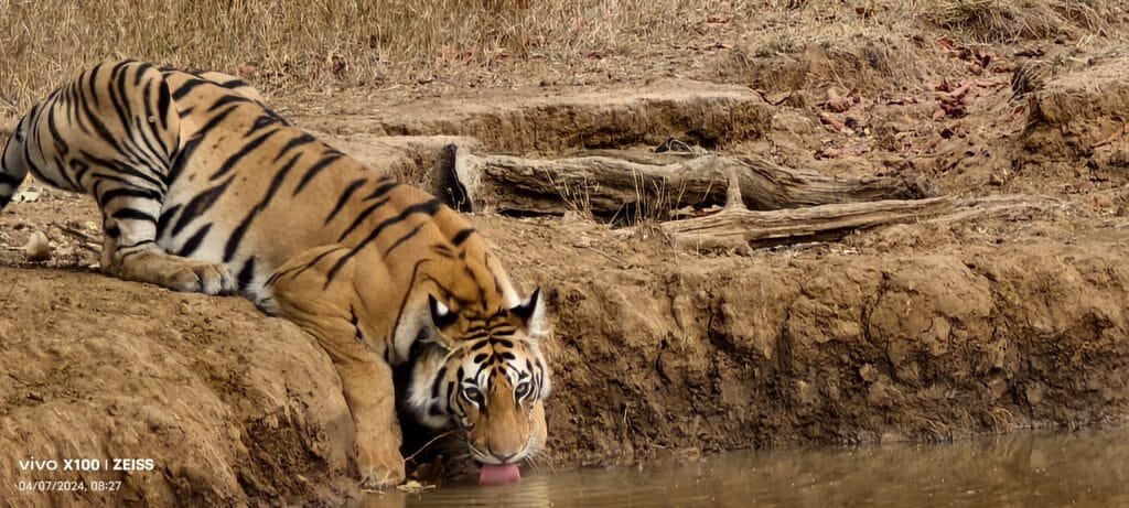 A tiger drinking from a forest pool in Panna Tiger Reserve