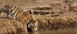 Tiger at Forest Panna