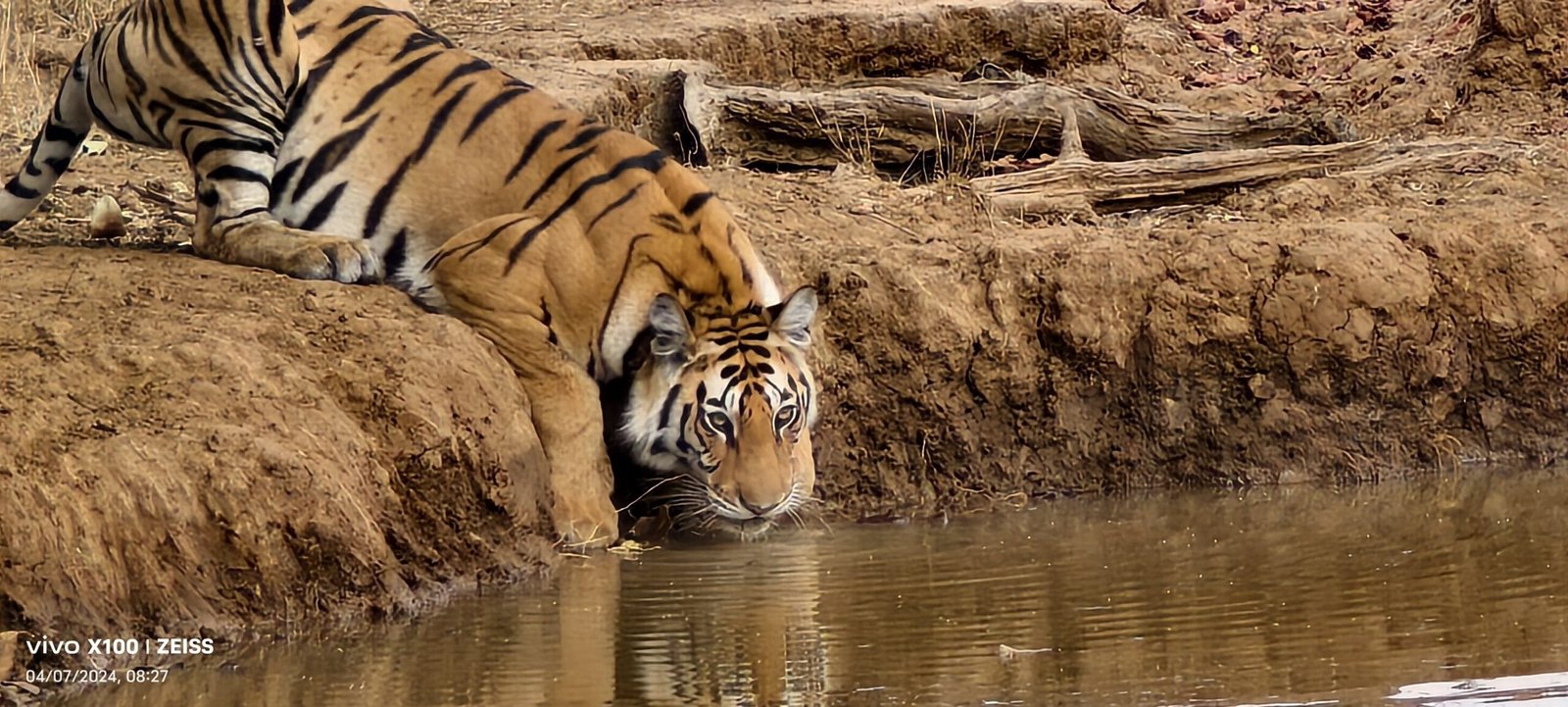 Panna National Park wildlife photography from safari jeep
