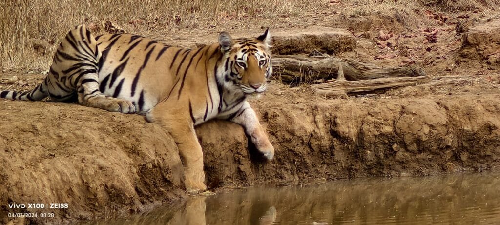 A tiger resting at the edge of a forest pool in Panna