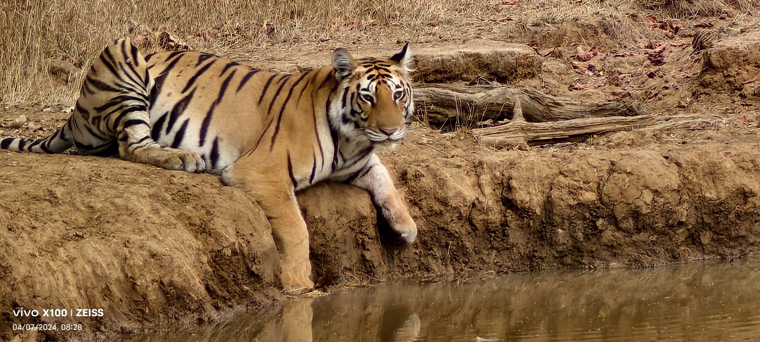 Panna National Park safari morning — TravelOnTales wildlife photography