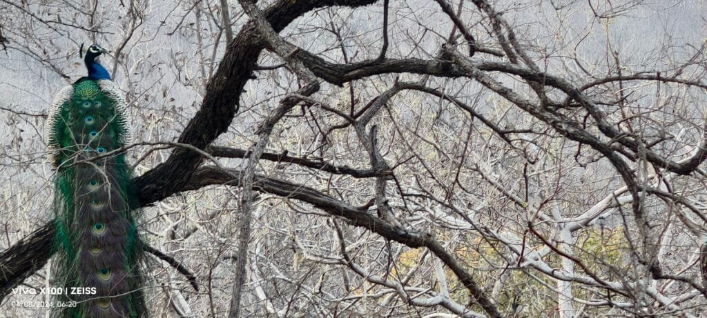 A peacock in a bare tree in Panna