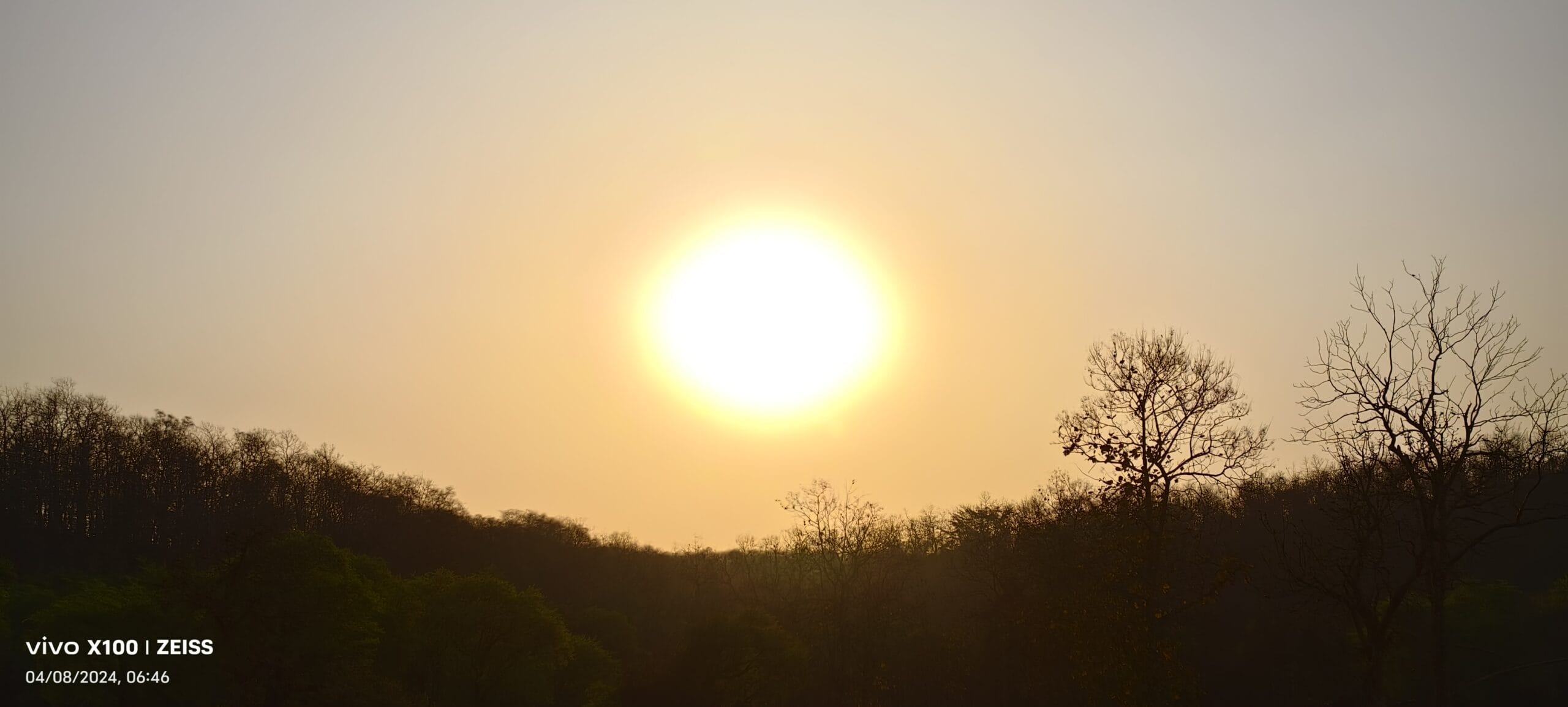 Early morning golden light through teak trees inside Panna Tiger Reserve on jeep safari