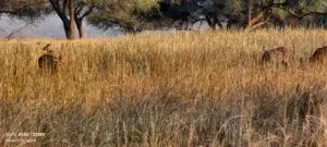 Panna Tiger Reserve Safari Guide