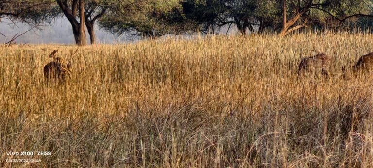 Panna Tiger Reserve