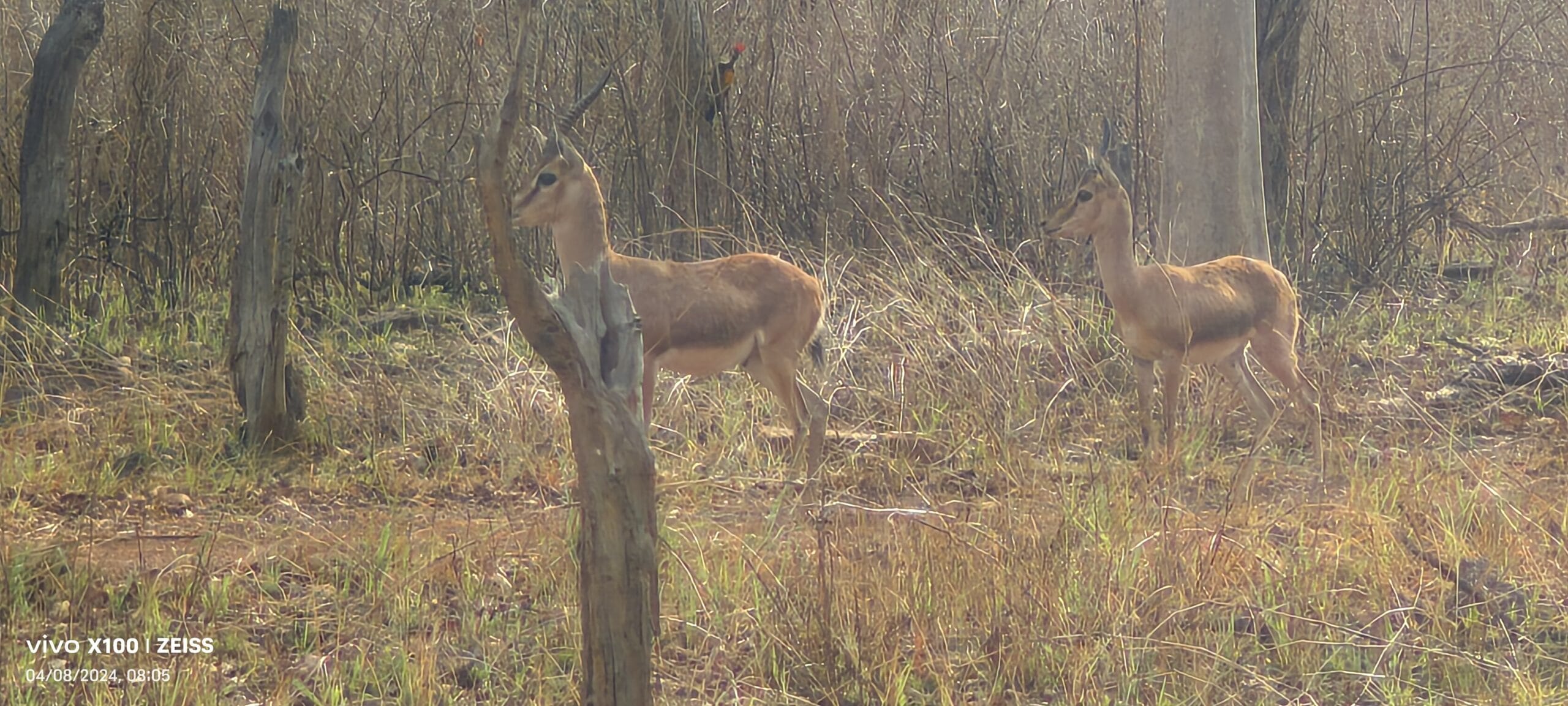 Two Bengal tigers resting together near Ken River in Panna Tiger Reserve April 2024