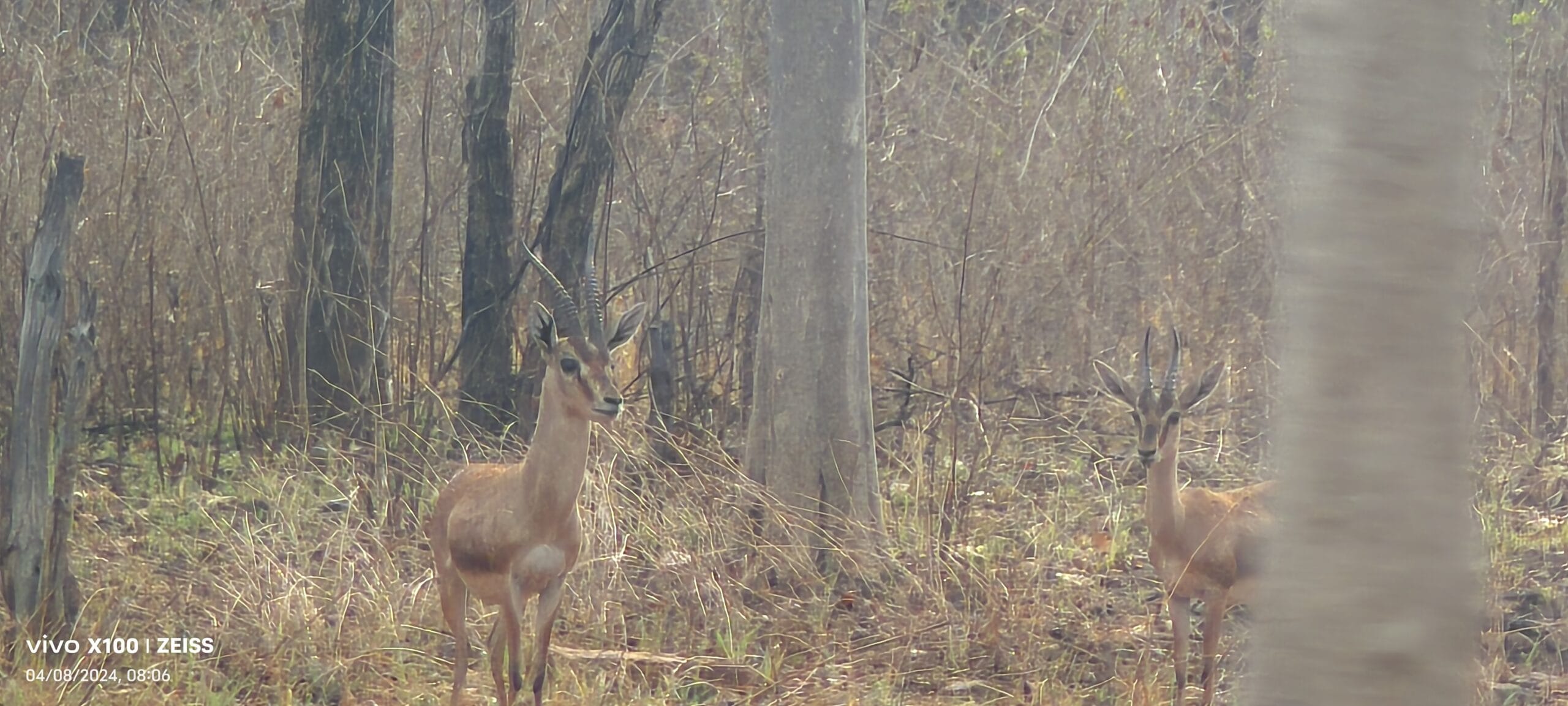 Close-up of two Bengal tigers resting in Panna National Park dry forest April 2024