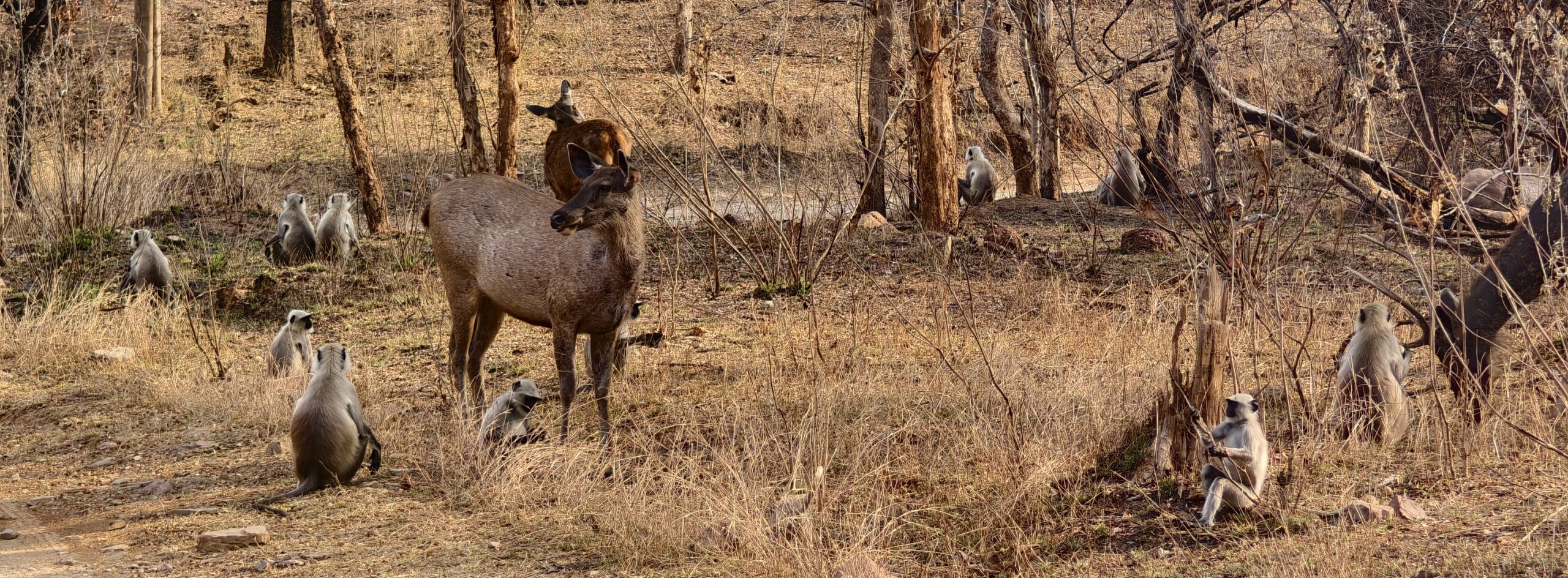 Dry teak forest floor with pale trunks and burnt undergrowth in Panna Tiger Reserve afternoon light