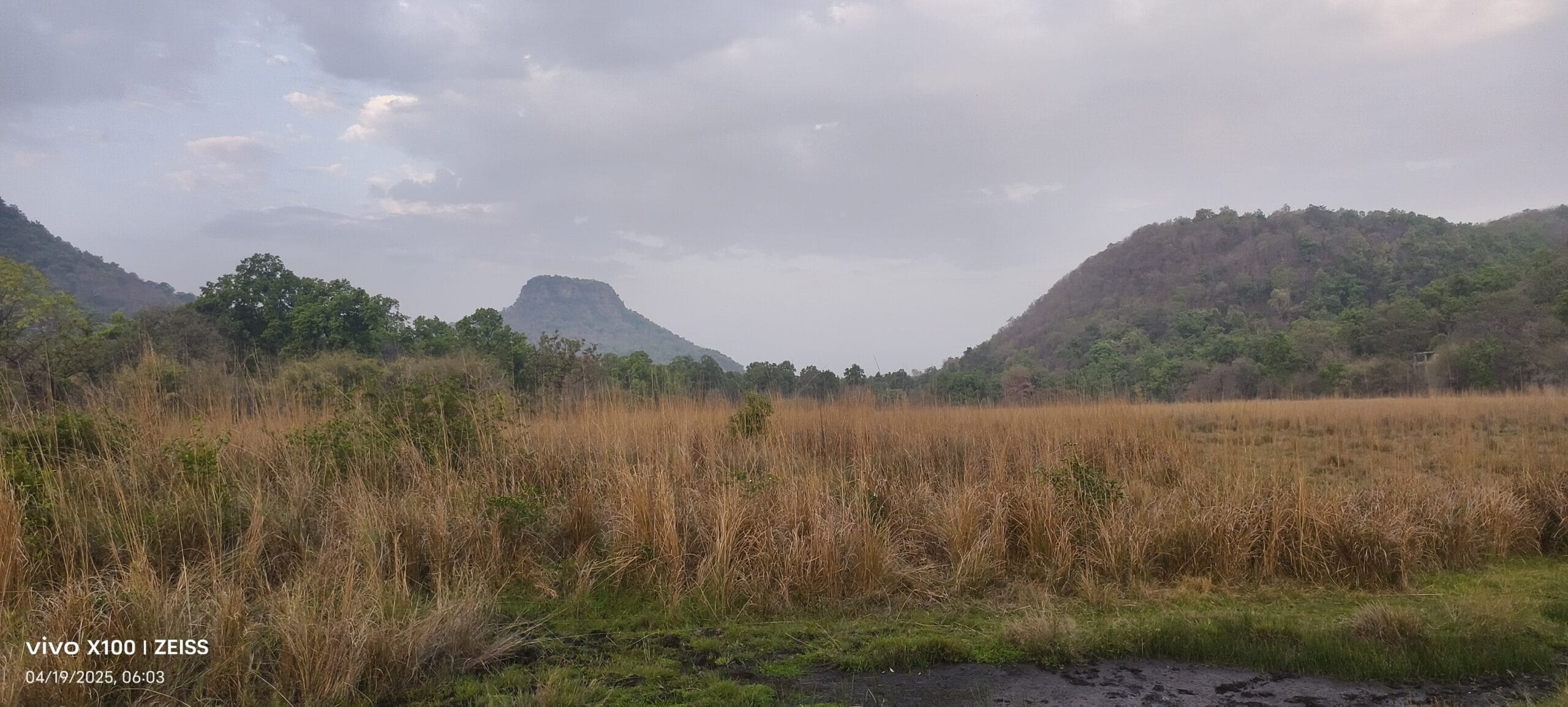Morning safari at Bandhavgarh National Park — early light forest track TravelOnTales