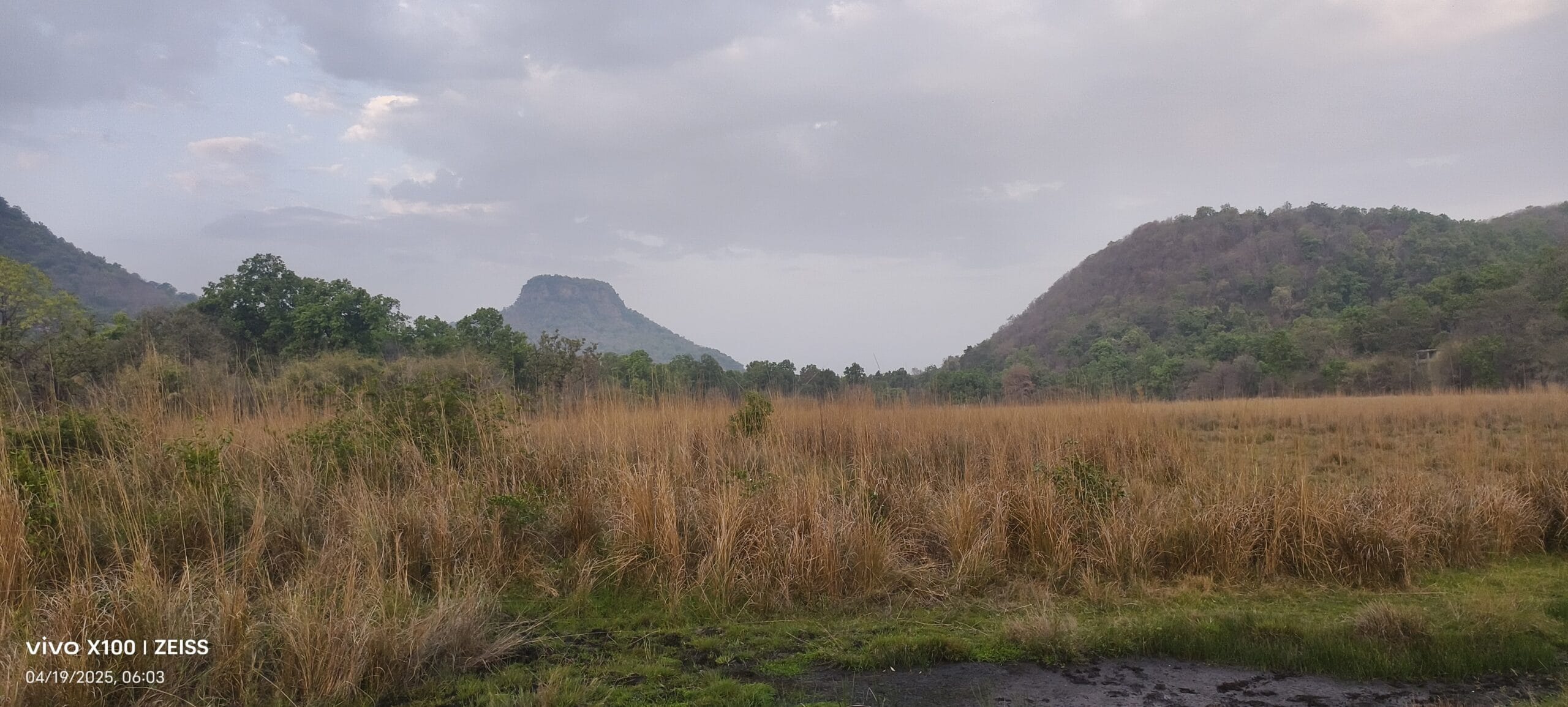Bandhavgarh tiger safari morning — field photography Nikon Z50 TravelOnTales
