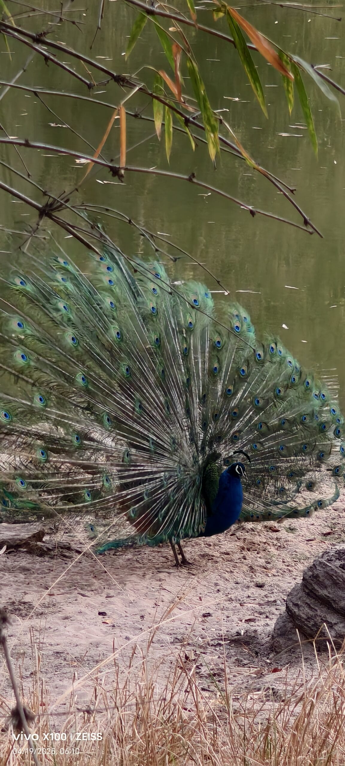 Bandhavgarh National Park forest track morning safari — TravelOnTales field photography