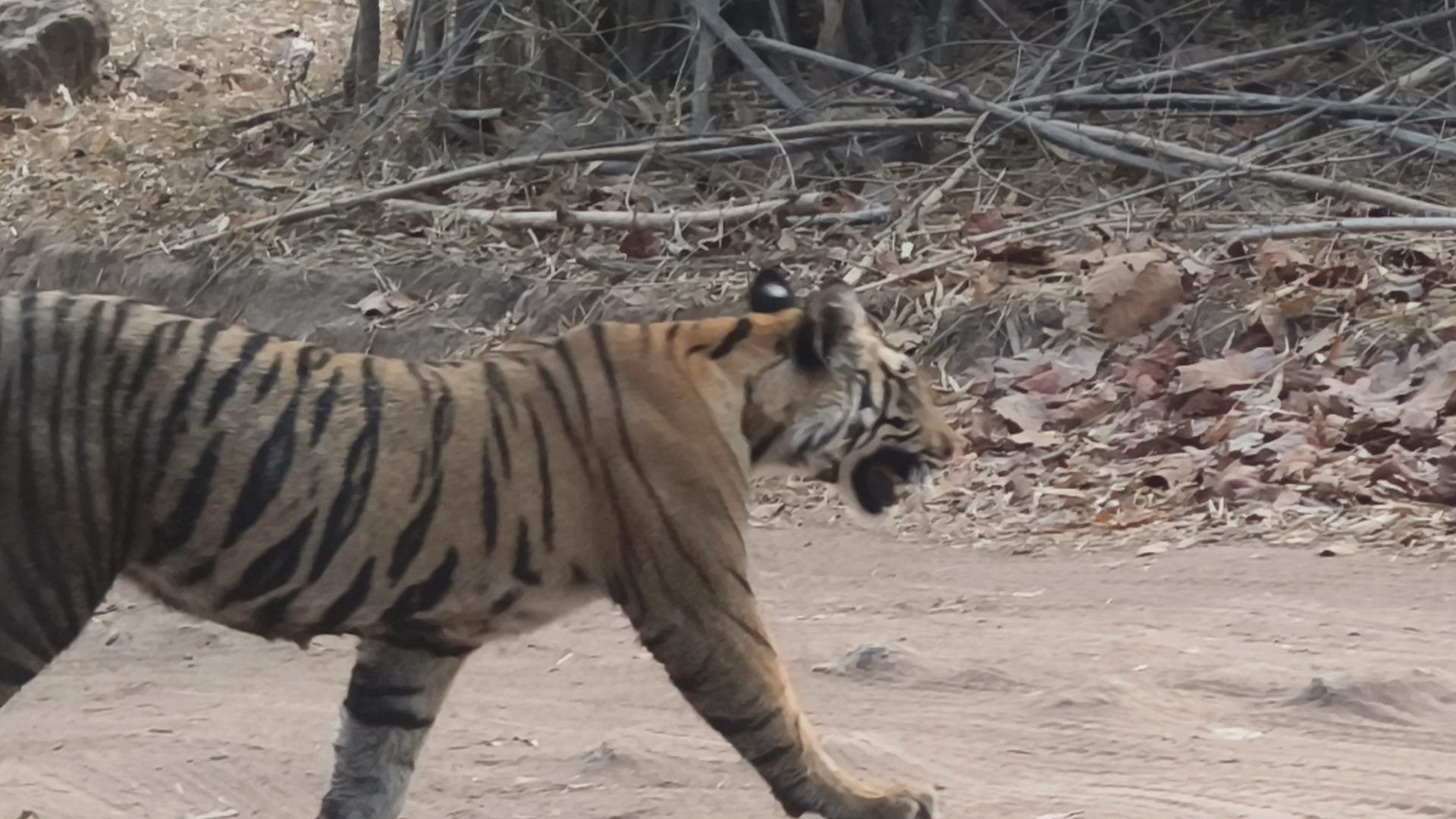 Bandhavgarh National Park evening safari golden light — TravelOnTales