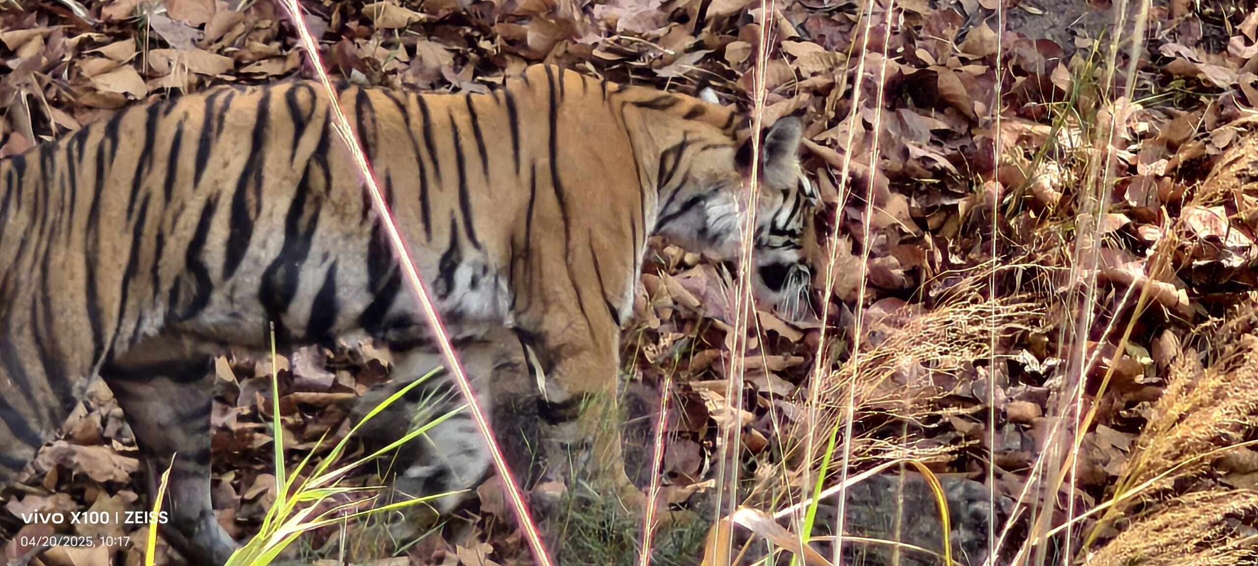 Bandhavgarh National Park forest mid-morning safari — TravelOnTales wildlife photography