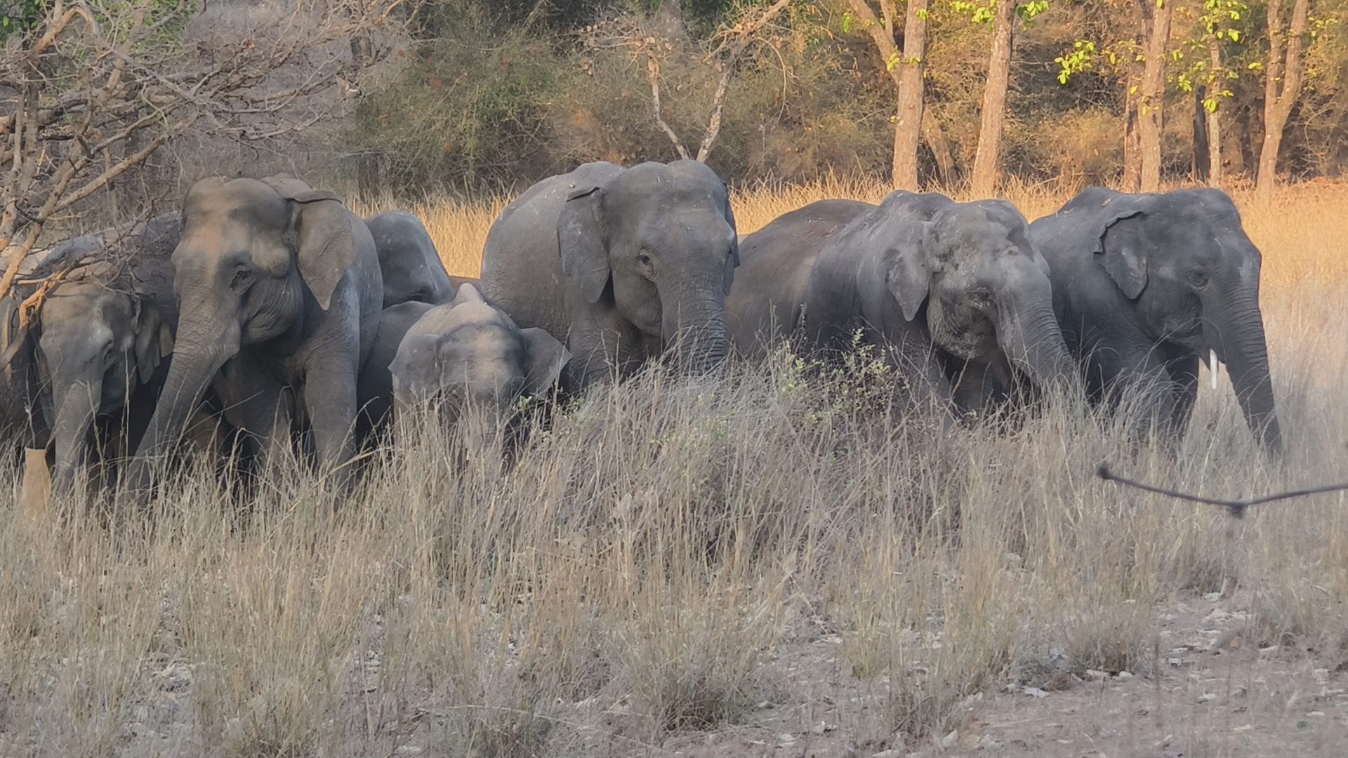 Bandhavgarh evening safari light — field photography Nikon Z50 TravelOnTales