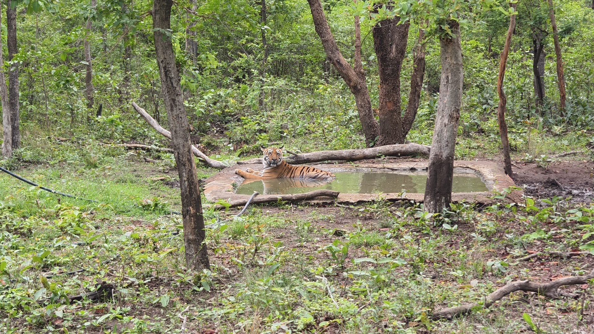 Tadoba safari morning — field photography by Prashant S. Gupta, TravelOnTales
