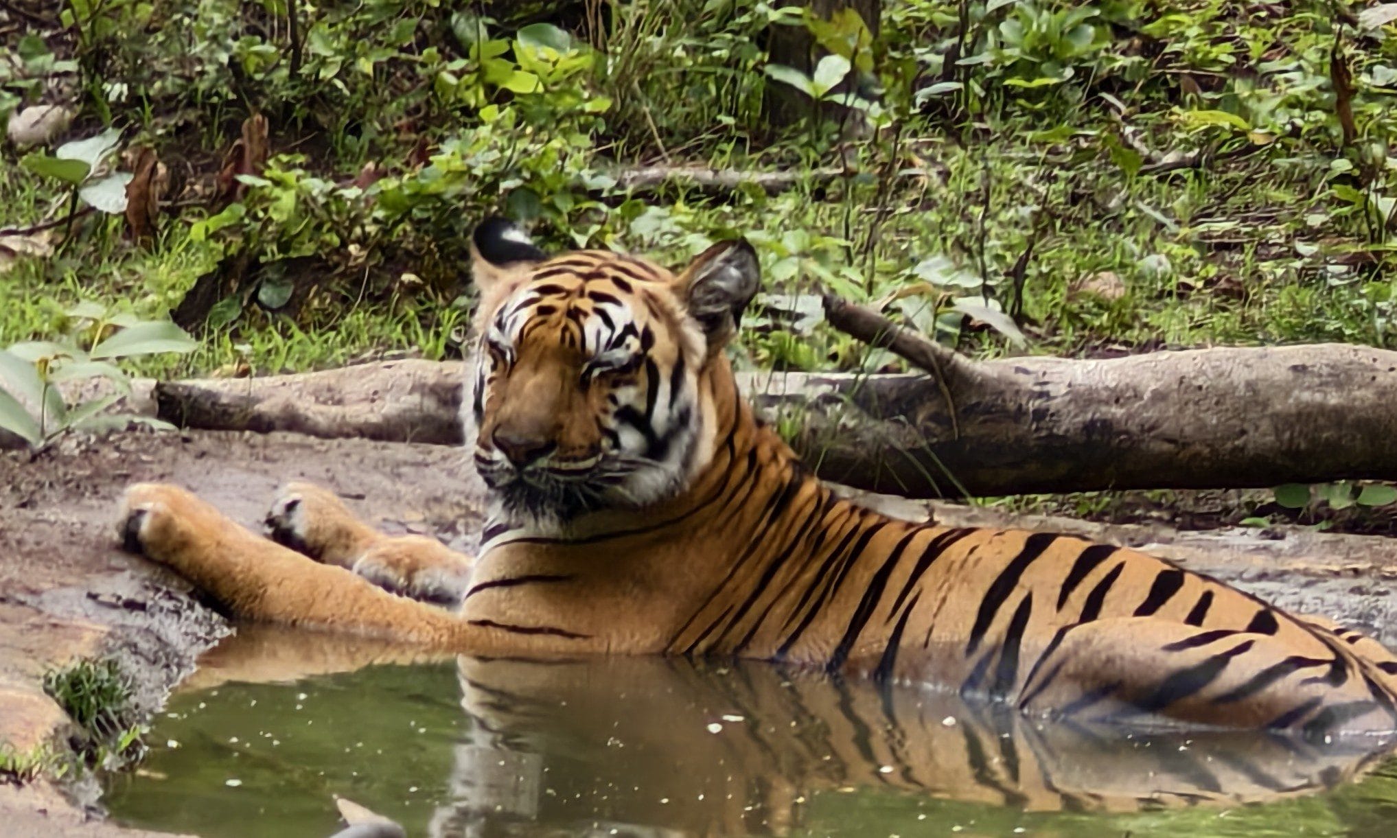 Tadoba Andhari Tiger Reserve safari field notes — TravelOnTales
