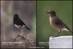 Pied Bush Chat Male vs Female: Same Bird, Completely Different Look | Field Notes From Bhigwan