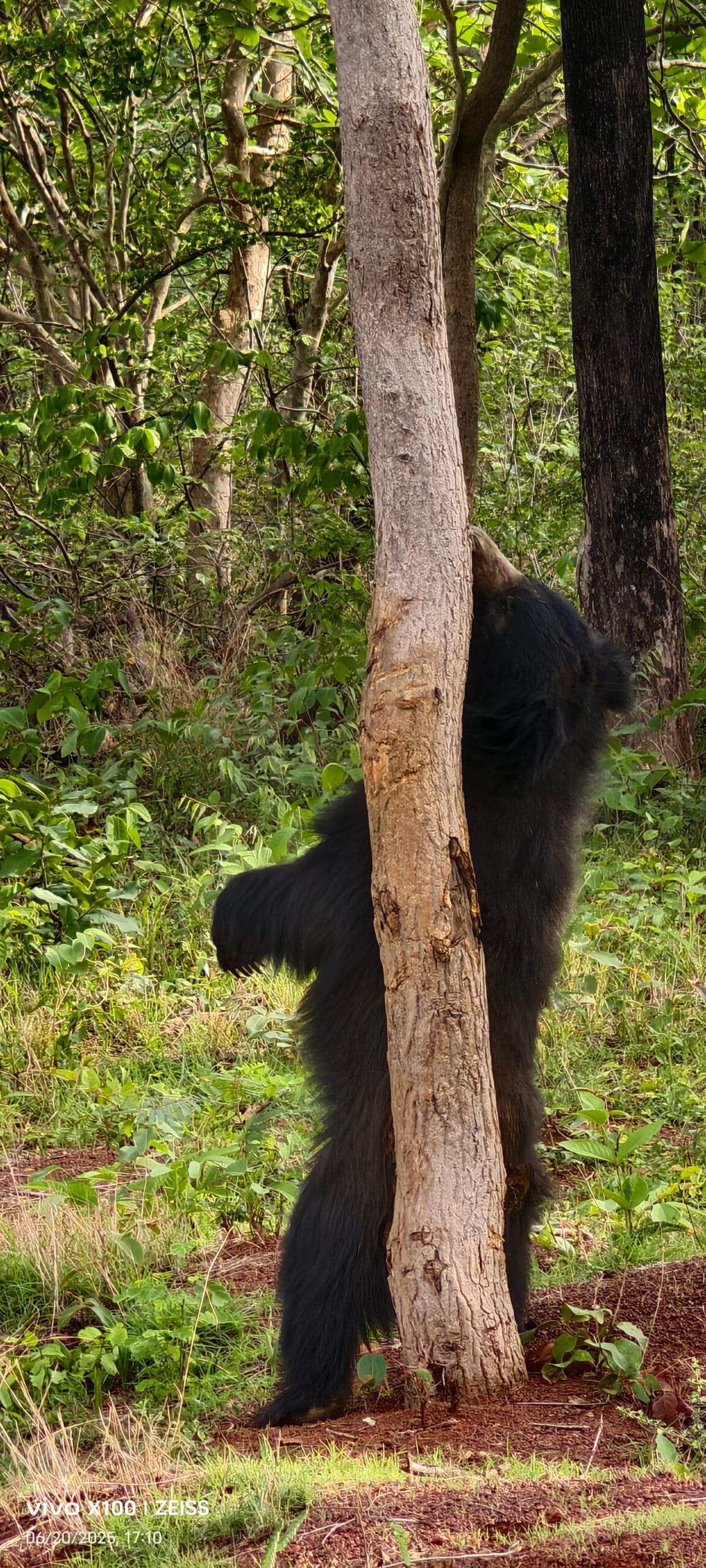 Sloth Bear sighting at Tadoba Andhari Tiger Reserve — TravelOnTales