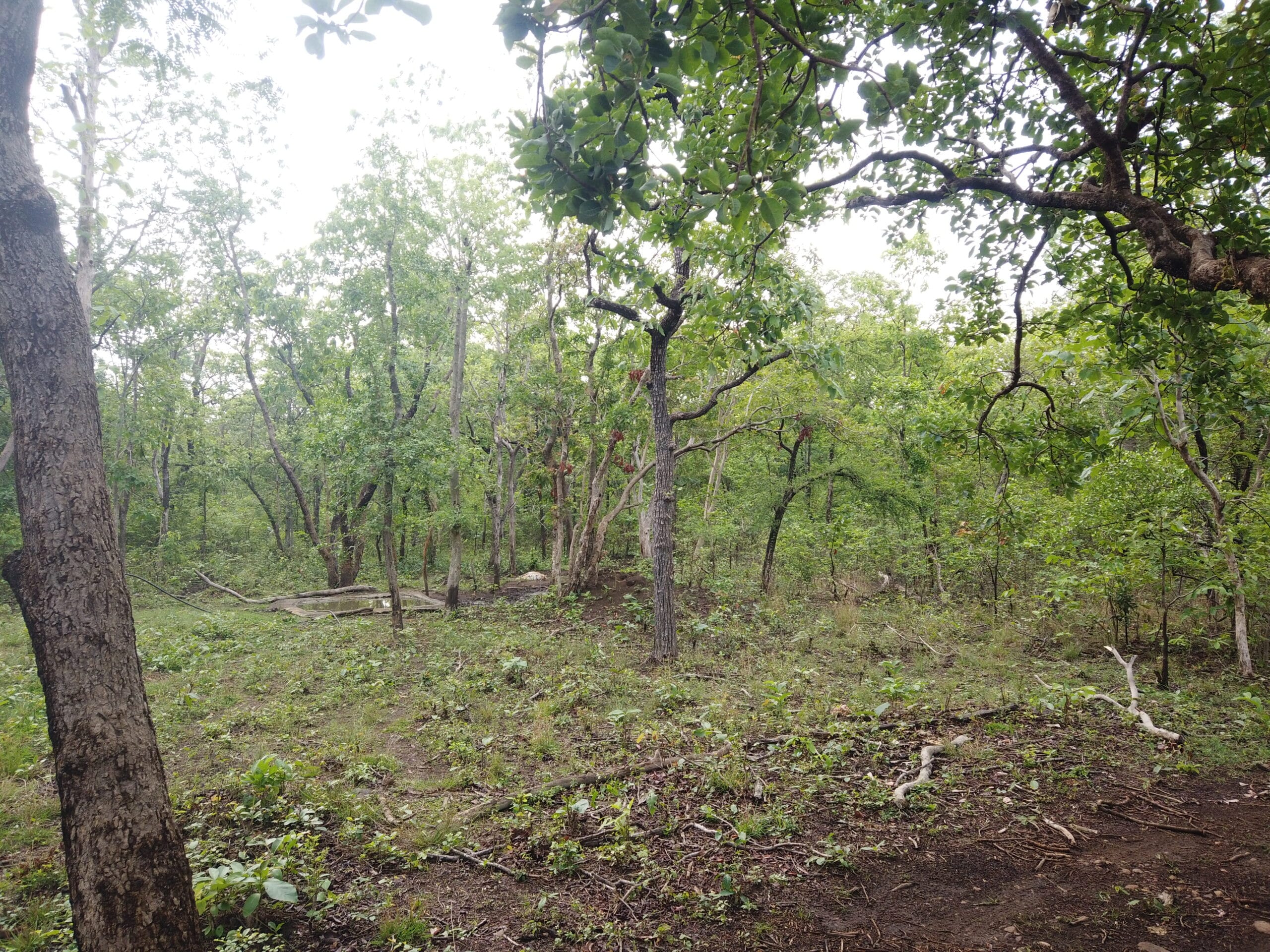 Tadoba Andhari Tiger Reserve forest landscape — Jungle Royalty, TravelOnTales