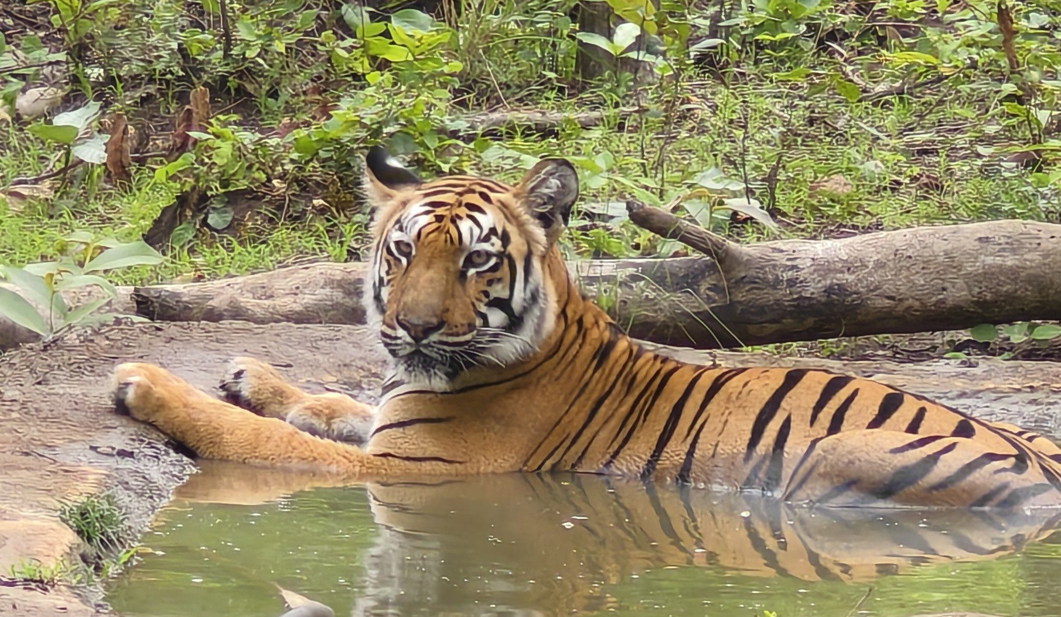 Bengal Tiger resting in a forest pool at Tadoba Andhari Tiger Reserve, forelegs stretched forward on the muddy bank, looking directly at the camera with dense green forest behind