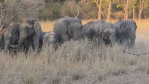 Bandhavgarh National Park Safari — Tiger Walk, Wild Elephants & Field Journal 2026