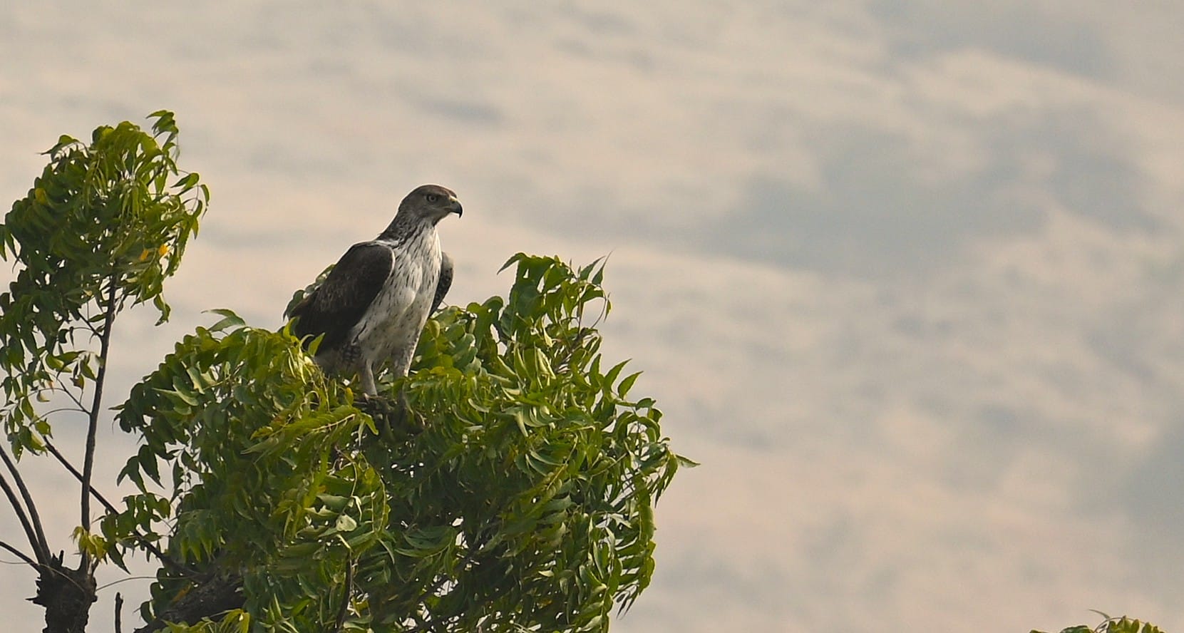 Bonelli's Eagle showing streaked underparts and dark wing coverts — field photograph India