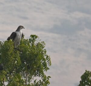 Bonelli’s Eagle at Bhigwan: Field Sighting, ID Guide & Birding Tour | TravelOnTales