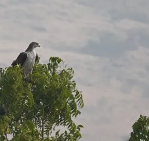 Bonelli’s Eagle at Bhigwan: Field Sighting, ID Guide & Birding Tour | TravelOnTales