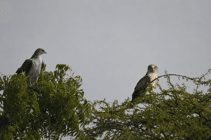 Short-toed Snake Eagle vs Bonelli’s Eagle